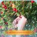 Rosehip Oil for Face 30ml - 100% Pure Organic Rose Hip Oil for Skin Body and Hair Natural Rosehip Seed Oil Moisturizes and Nourishes for a Healthy Complexion - Buy Online on GoSupps.com