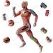 3 Rolls Waterproof Kinesiology Tape - Athletic Elastic Support for Knee Ankle Wrists & Muscle Pain Relief - Ideal for Gym Running Tennis Swimming & Football - Buy Online on GoSupps.com