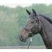 Solibel Trekking Bridle Black - Stainless Steel Warmblood Fit | International Shipping - Buy Online on GoSupps.com
