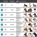 Collardirect Handmade Padded Round Leather Dog Collar - Softly Rolled Adjustable for Small & Large Pets in 7 Colors (35-40 cm) - Buy Online on GoSupps.com