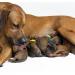 JJWNML 16PCS Adjustable Puppy Bracelets & Kitten Collars | Soft Polyester ID Bands for Newborn Pets | Multi-Color Size S (12-20cm) - Ideal for Pet Identification - Buy Online on GoSupps.com