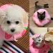 SINGOMON 1PC Cute Cat Recovery Collar Soft Pink Strawberry Neck Cone for Cat s Head Wound Healing Protective Cone After Surgery Recovery Elizabethan Collars for Small Pets(M) - Buy Online on GoSupps.com