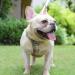 Suredoo Dog Harness for Small Dogs - Reflective & Breathable with Leash | Puppy Crockery for Medium Dogs - Beige M - Buy Online on GoSupps.com