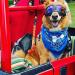 Large Dog Goggles Anti-UV Sunglasses for Large-Medium Dogs in Clear Blue - Fog-Proof and Windproof Eyewear - Buy Online on GoSupps.com