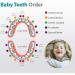 GeekerChip Girls Baby Teeth Storage Box - Italian Version | Memory Organizer for Milk Teeth/Umbilical Cord/Lanugo - Buy Online on GoSupps.com