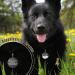 Personalized Kodinsiivous Dog Brand Tag - Engraved Stainless Steel Collar Rounder 30mm - Custom Name & Design for Dogs & Cats (Black) - Buy Online on GoSupps.com