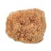 BabyCare Sea Sponges Premium Quality Gentle Exfoliating Sponges for The Most Sensitive and Delicate Skin. Natural Unbleached Sponges Sustainibly Harvested in Plastic-Free Packaging