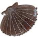 Delicate colorful shell hair nails for women girls hair clips non slip hair clips for long hair delicate travel hair clips big hair nails clips thick hair nails for women anti slip hair purple - Buy Online on GoSupps.com