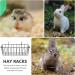 POPETPOP 2Pcs Hanging Hay Racks Decorative Hay Container Guinea Pig Hay Feeder Hay Holder - Buy Online on GoSupps.com