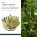 Soeos Bay Leaves 2oz - Non-GMO Dried Bay Laurel Herbs - Freshly Packed for Cooking - Buy Online on GoSupps.com