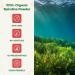 Quay Naturals Organic Spirulina Powder 8oz Non-GMO Gluten-Free Vegan Plant-Based Protein Iron-Rich Spirulina Powder for Smoothies - Buy Online on GoSupps.com