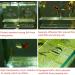 Acrylic Aquarium Breeder Box | Fish Tank Separator for Breeding Baby Fish | Fry Tank for Shrimp, Guppy, Clownfish | Aggressive Fish Hatchery - Buy Online on GoSupps.com