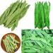 Green Romano Beans Seeds 30+ Romano Bean Seeds Pole Beans Light Green Flat Runner Roma Seed