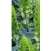 Bulgarian Mountain Tea Mursal tea Sideritis 25g / 0.88oz - Buy Online on GoSupps.com