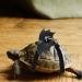 Small Turtle Leash | Traction Rope Harness for Small Animals - Virtcooy - Buy Online on GoSupps.com