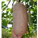 Balam Kheera Churan Ayurv dique 100 g (lot de 4) - Buy Online on GoSupps.com