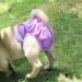 Petmia Washable Dog Diapers - Hygiene Underpants for Dogs in Heat | XS-XL Purple (60-82cm) - Buy Online on GoSupps.com