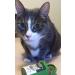 Organic Smokey's Stash Catnip Spray & Dried Combo Bundle - Maximum Potency Catnip for Cats - Buy Online on GoSupps.com