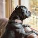 Elago Ribbon Case for Pet Collars - Compatible with Apple AirTag | Cute Dog & Cat Bracket | SandroSa - Buy Online on GoSupps.com