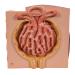 3B Scientific K13 Microanatomy Kidney Model 7.5-Inch Lengthx9.3-Inch Widthx10-Inch Height - Buy Online on GoSupps.com