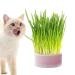 Lambo cat grass planters for domestic cats |Hydroponic plant boxes cat mint planters removable plant box earth-free grass box for cats dogs and other pets supports pink