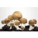 Agaricus Organic Medicinal Mushroom Capsules | 93 x 500mg ABM Powder | Pure Additive-Free Organic Mushrooms - Buy Online on GoSupps.com