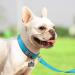 Joytale Baby Blue Dog Collar - Softly Padded Neoprene Nylon Reflective Collar for Small Dogs | 1 Pack - Buy Online on GoSupps.com