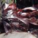 CENALGA Organic Dulse Whole Leaf 1.5 oz Bag - Hand-Harvested Atlantic Seaweed for Paleo Diet - Vegan, non-GMO, Gluten-Free - Buy Online on GoSupps.com