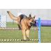 Vet's Advantage Pure MSM Powder for Dogs - Rapid Effect Joint Support to Help Improve Your Dog's Mobility and Comfort - Buy Online on GoSupps.com