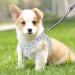 Heele Dog Harness for Small & Medium Dogs - Adjustable Reflective Soft Mesh Puppy Harness in Flower Cyan Breathable & Comfortable Design - Buy Online on GoSupps.com