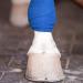 Pack of 12 Vet Wraps - Gauze Rolls - Cohesive Bandage - Bandage Wrap for Animals Assorted Colours 3 inches x 66.9 inches - Buy Online on GoSupps.com