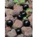 ZenQ Tumbled Black Obsidian Stones 1/2 lb - Natural Healing Crystals for Wicca & Reiki Authentic Mexican Obsidian - Buy Online on GoSupps.com