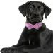 Asvin Velvety Dog Collar with Removable Fly | Soft & Comfortable Multi-Color Dog Collar for Weddings Birthdays & Parties - Shop Now! - Buy Online on GoSupps.com