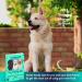 Hands-Free Dog Lead with Reflective Bungee Leash | Adjustable Waist Belt for Running, Walking, and Hiking | Aqua | Includes Poo Bag Pouch - Buy Online on GoSupps.com