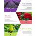 SALKING 100% Pure Essential Oils Gift Set 6 x 10ml - Lavender, Rose, Cherry Blossom, Ylang Ylang, Gardenia, Chamomile - Aromatherapy Therapeutic Grade Scented Oils for Oil Diffusers - Buy Online on GoSupps.com