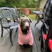 EXPAWLORER Princess Dog Hoodie with Leash Hole - Pink Winter Coat for Girl Dogs - Buy Online on GoSupps.com