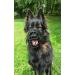 Dingo Gear Rubberized Metal Muzzle for Small German Shepherd - Comfortable & Professional Design for Long Walks | S03040 - Buy Online on GoSupps.com