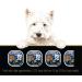 CESAR Home Delights Adult Wet Dog Food - 6 Pot Roast with Spring Vegetables Dinner and 6 Chicken and Vegetable 12x100g Trays Chicken Veg & Pot Roast 100 g (Pack of 12) - Buy Online on GoSupps.com