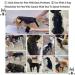 Dog Back Brace IVDD Pet Hip Brace Support with Leash Comfortable Dog Spine Support Vest for Small and Medium Sized Pets with Arthritis Herniated Disc Or Spinal Surgery Recovery (S) - Buy Online on GoSupps.com