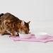 Navaris Cat Food Bowl Mat - 50x32 cm Silicone Non-Slip Feeding Placemat with Cat Ears Design - Pink - Buy Online on GoSupps.com
