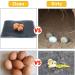 Hamiledyi Chicken Nesting Pads  Hen Nest Mats Washable  Chicken Nesting Box Plastic Liners  Reusable Egg Laying Mats for Chicken Coop Poultry Nest Boxes Ducks Nesting Pads 6PCS - Buy Online on GoSupps.com