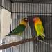 Snuggle Up Bird Warmer for Exotic Pet Birds | H&G Lifestyles Bird Heater | Large 4.7 X 7.9 - Buy Online on GoSupps.com