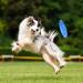 Fantesi 2-Piece Dog Flying Disc - 18.5 cm Rubber Saucer Toy for Training & Play - Soft & Stable - Buy Online on GoSupps.com