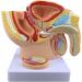 Life Size Male Pelvis Anatomy Model 1:2 - Detailed Reproductive System & Prostate Model for Educational Display - Buy Online on GoSupps.com