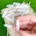 Clear Quartz Crystal Points Bulk Stones - Natural Healing Gemstones 10 Pcs White - Buy Online on GoSupps.com