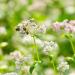 Earthbreath Buckwheat Raw Honey - 1.4kg - Pure Dark Unpasteurised and Unfiltered - Buy Online on GoSupps.com