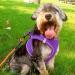 Joyal Reflective Soft Padded Dog Dishes - Air-Mesh Breathable for Small & Medium Dogs | Purple L (47-55cm) - Buy Online on GoSupps.com
