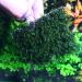 SENZEAL 10pcs Aquarium Plants Mesh - Stainless Steel Moss Pads for Fish Tanks | Ideal Aquatic D cor - Buy Online on GoSupps.com