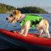 Shop Asenku Dogs Wowers - Adjustable Ripstop Dog Life Jacket for All Sizes | Perfect for Boating Swimming & Surfing - S Green - Buy Online on GoSupps.com