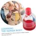 Lurrose Lung Demonstration Model Sports Toy Set - Educational Teaching Aid for Children - Buy Online on GoSupps.com